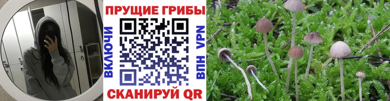 Галлюциногенные грибы Psilocybe Сим